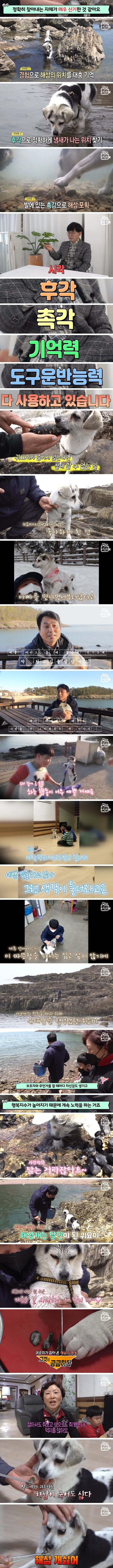 해삼 사냥 잘하는 고양이_3.png