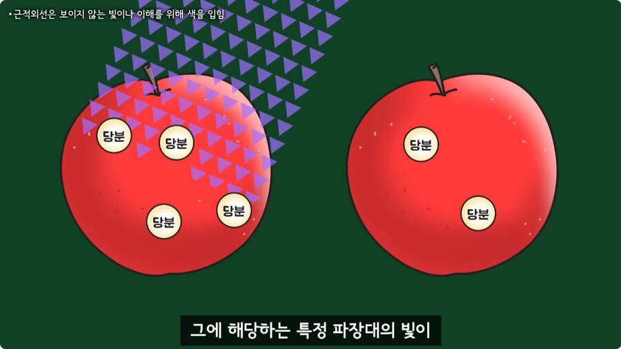 과일을 먹지 않고 당도를 측정하는 방법.jpg_25.jpg