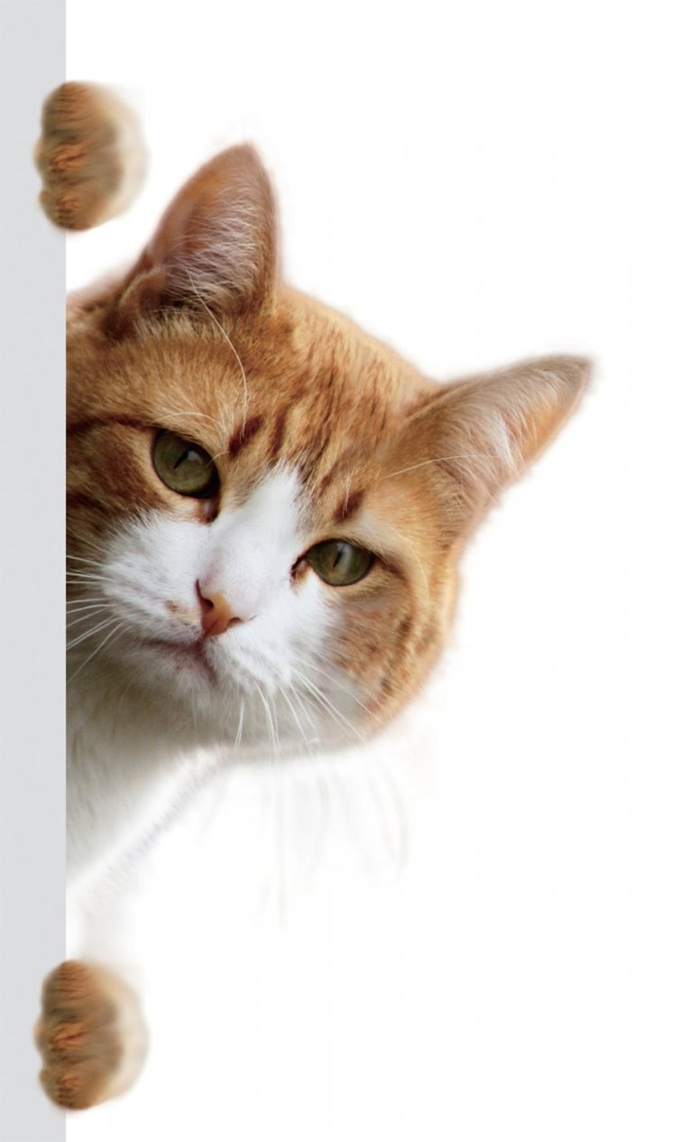 모닝 고양이_5.jpg