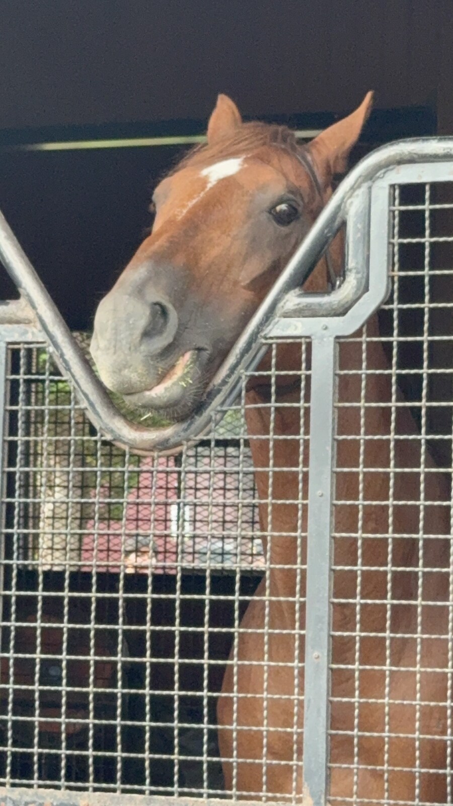 말딸) 자작 포토카드를 들고 홋카이도를 돌고 왔어 (말 구경편)_10.jpg