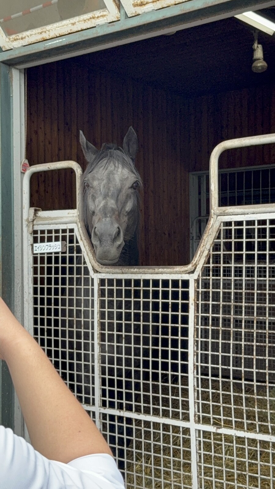 말딸) 자작 포토카드를 들고 홋카이도를 돌고 왔어 (말 구경편)_39.jpg