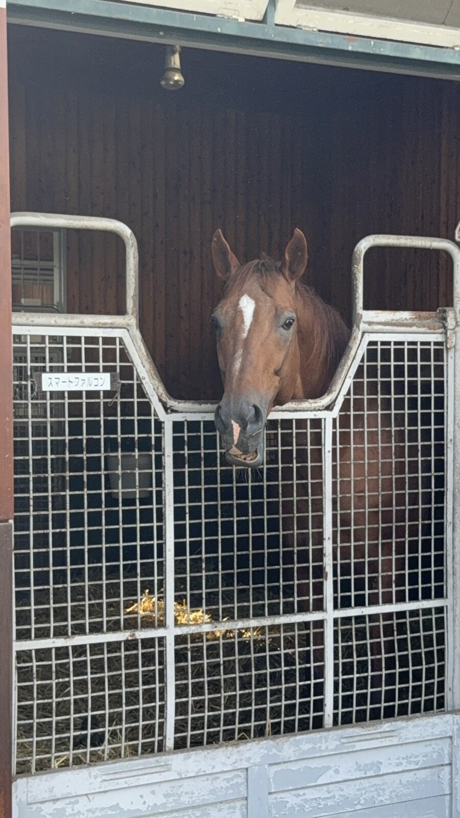 말딸) 자작 포토카드를 들고 홋카이도를 돌고 왔어 (말 구경편)_46.jpg