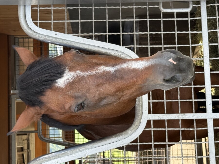 말딸) 자작 포토카드를 들고 홋카이도를 돌고 왔어 (말 구경편)_50.jpg