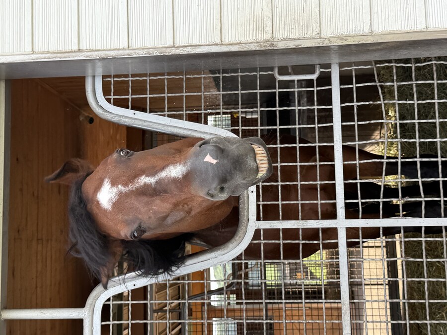 말딸) 자작 포토카드를 들고 홋카이도를 돌고 왔어 (말 구경편)_52.jpg