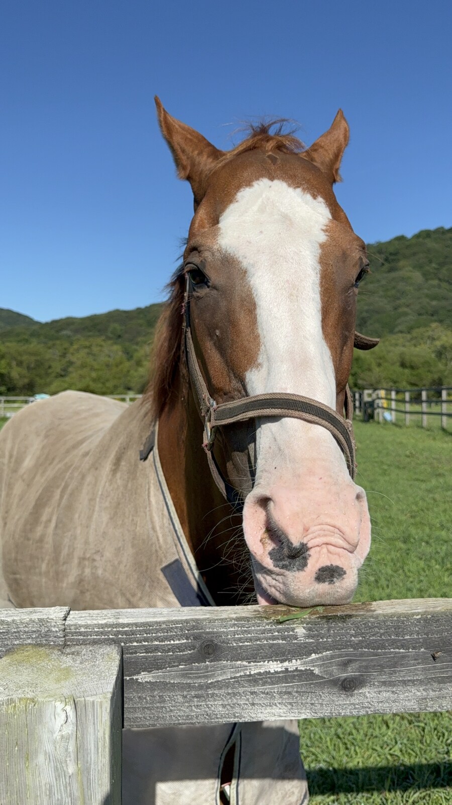 말딸) 자작 포토카드를 들고 홋카이도를 돌고 왔어 (말 구경편)_97.jpg