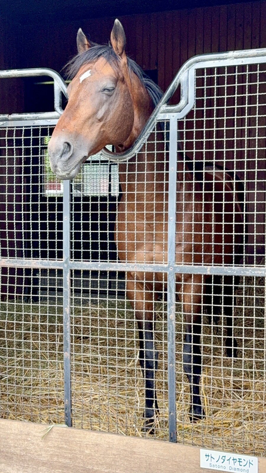 말딸) 자작 포토카드를 들고 홋카이도를 돌고 왔어 (말 구경편)_6.jpg