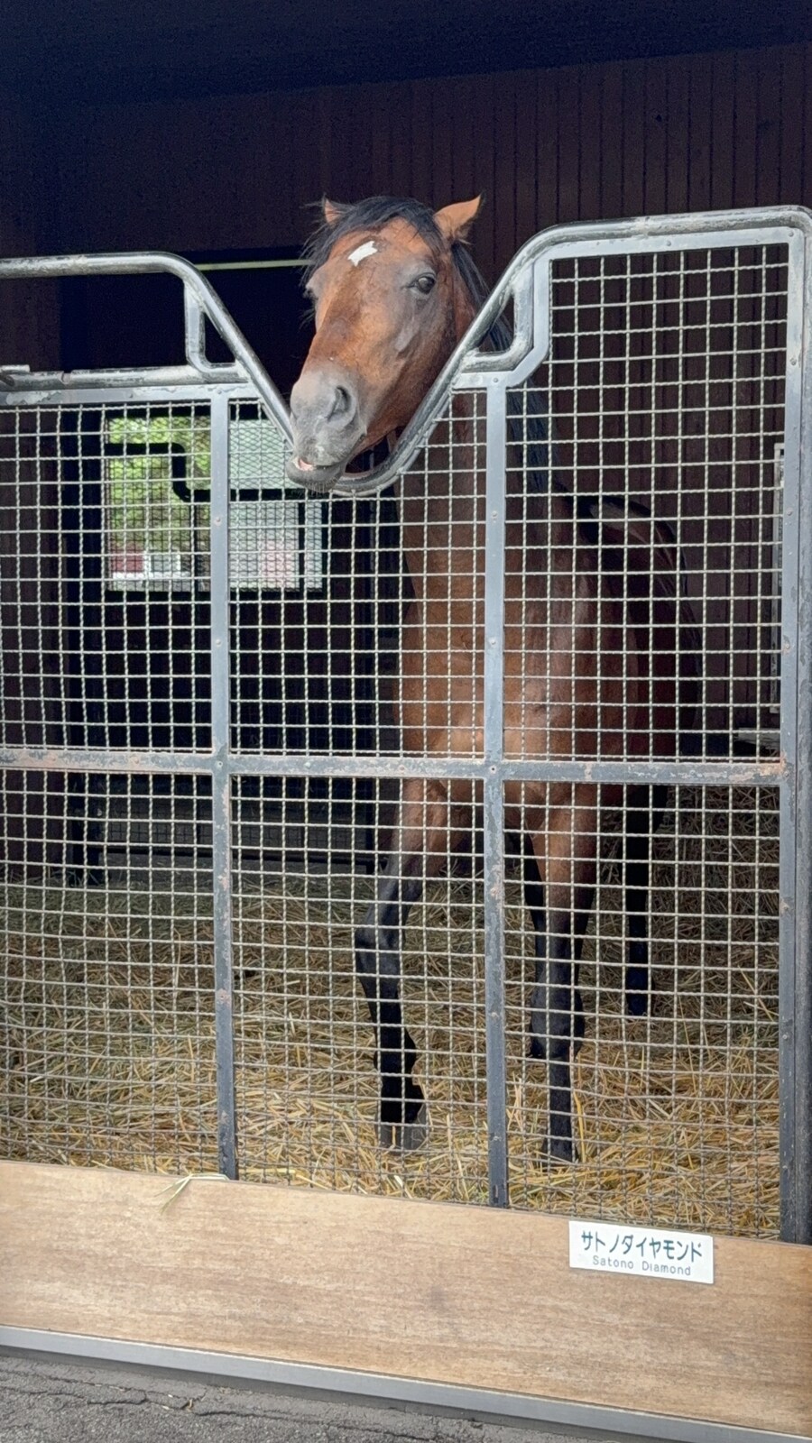 말딸) 자작 포토카드를 들고 홋카이도를 돌고 왔어 (말 구경편)_7.jpg