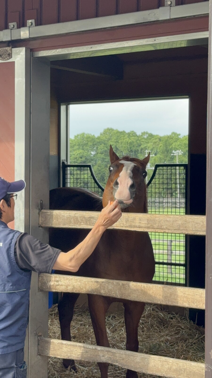 말딸) 자작 포토카드를 들고 홋카이도를 돌고 왔어 (말 구경편)_11.jpg