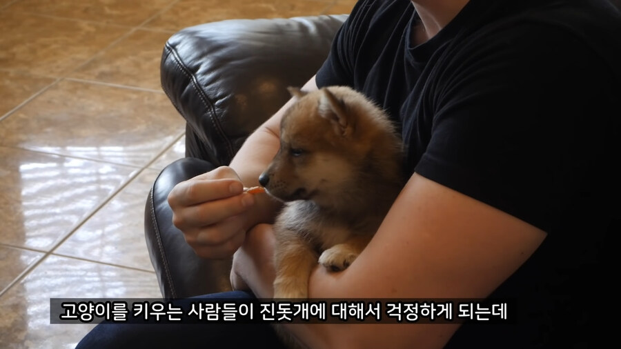 고양이를 먼저 키우고 강아지를 키워야 하는 이유.jpg_1.jpg