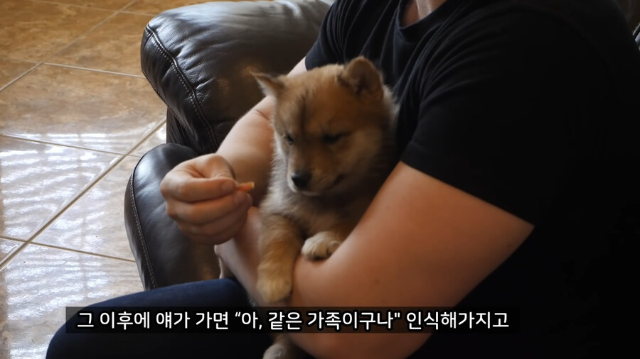 고양이를 먼저 키우고 강아지를 키워야 하는 이유.jpg_3.jpg