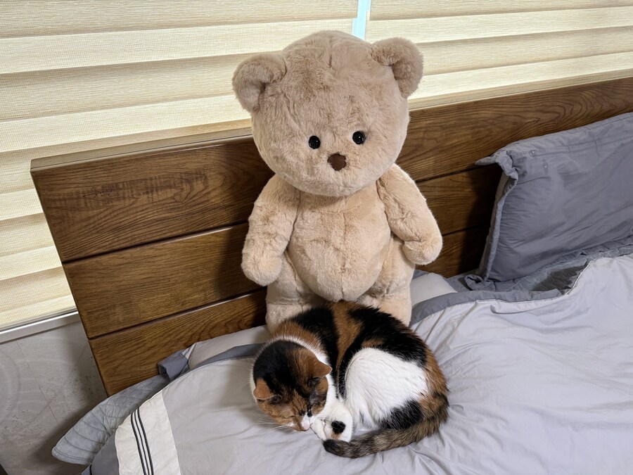 테디테일즈 레나베어 60cm_11.jpg