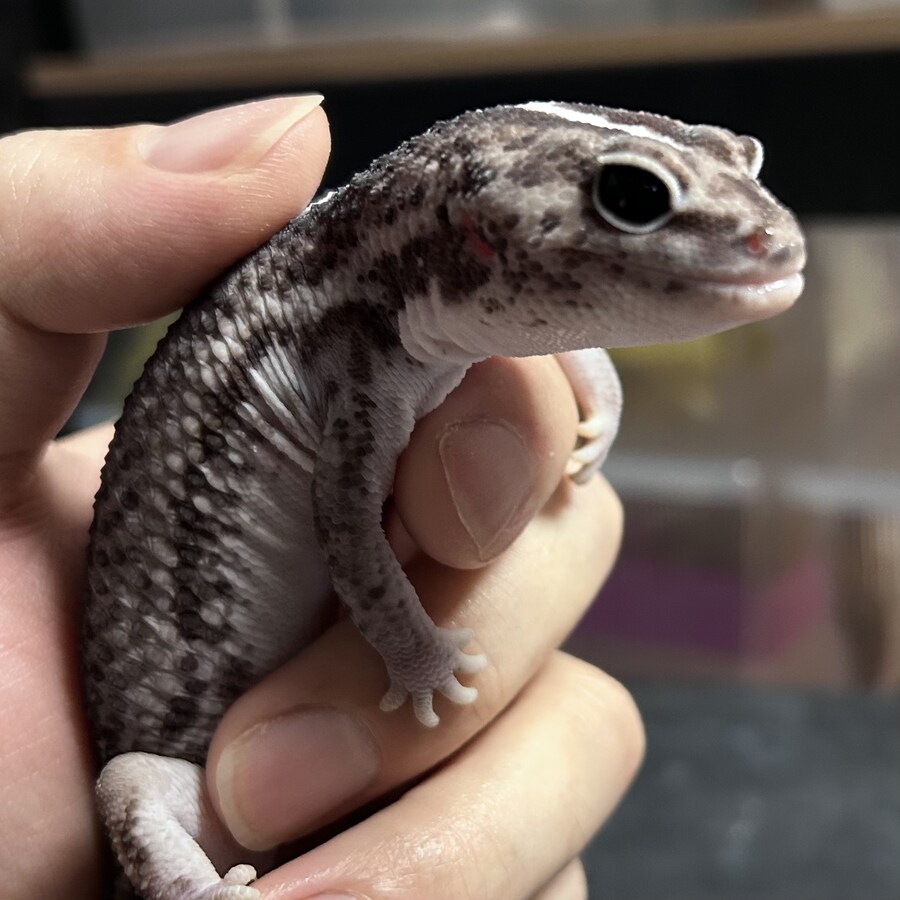 수녀님, 키우시는 게코 백색목록 등록하셔야 합니다!_4.png