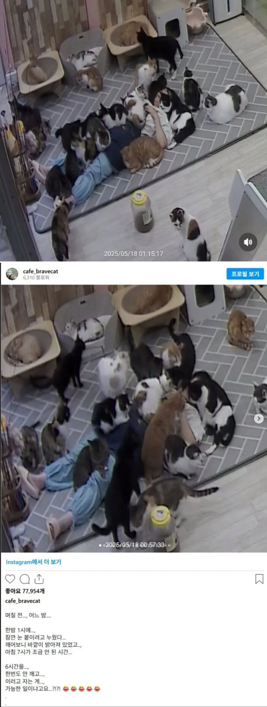 고양이 쉼터에서 잠든 사람.jpg_1.jpg