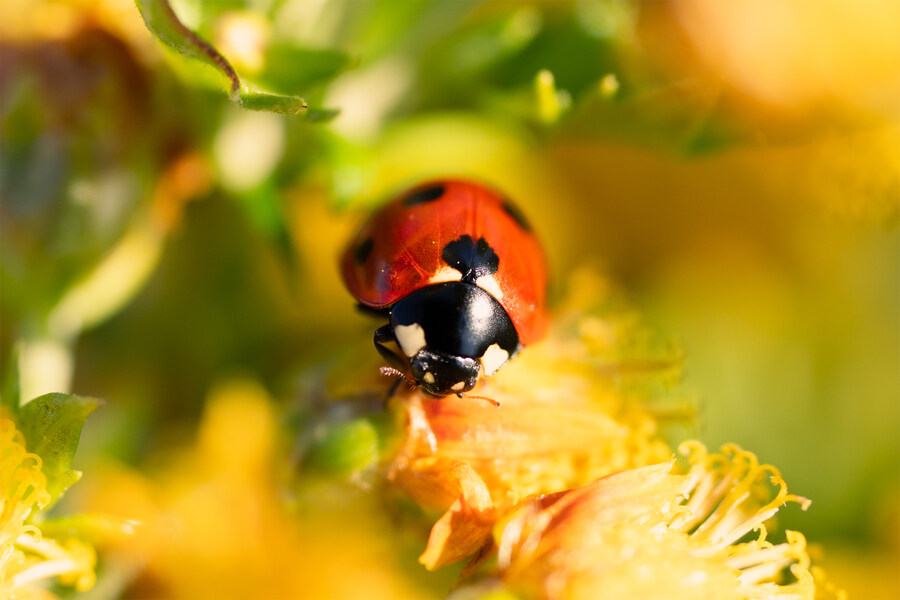 길 걷다 만난 꽃과 벌레 친구들 입니다._3.jpg