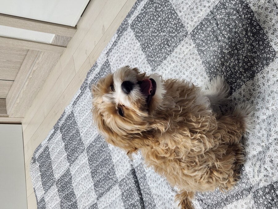 세 냐루비 베타 체키 및 무슨무슨 법 준수 및 음악 이야기_6.jpg