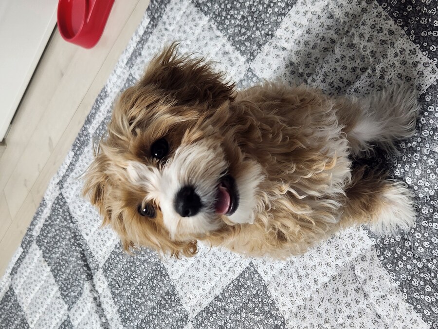 세 냐루비 베타 체키 및 무슨무슨 법 준수 및 음악 이야기_7.jpg