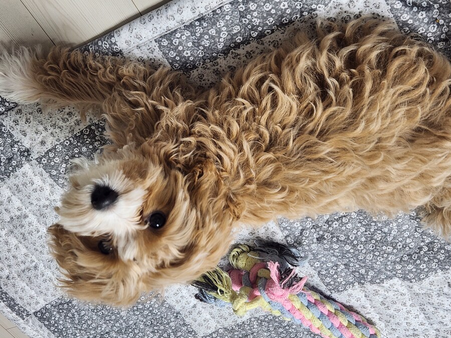 세 냐루비 베타 체키 및 무슨무슨 법 준수 및 음악 이야기_8.jpg