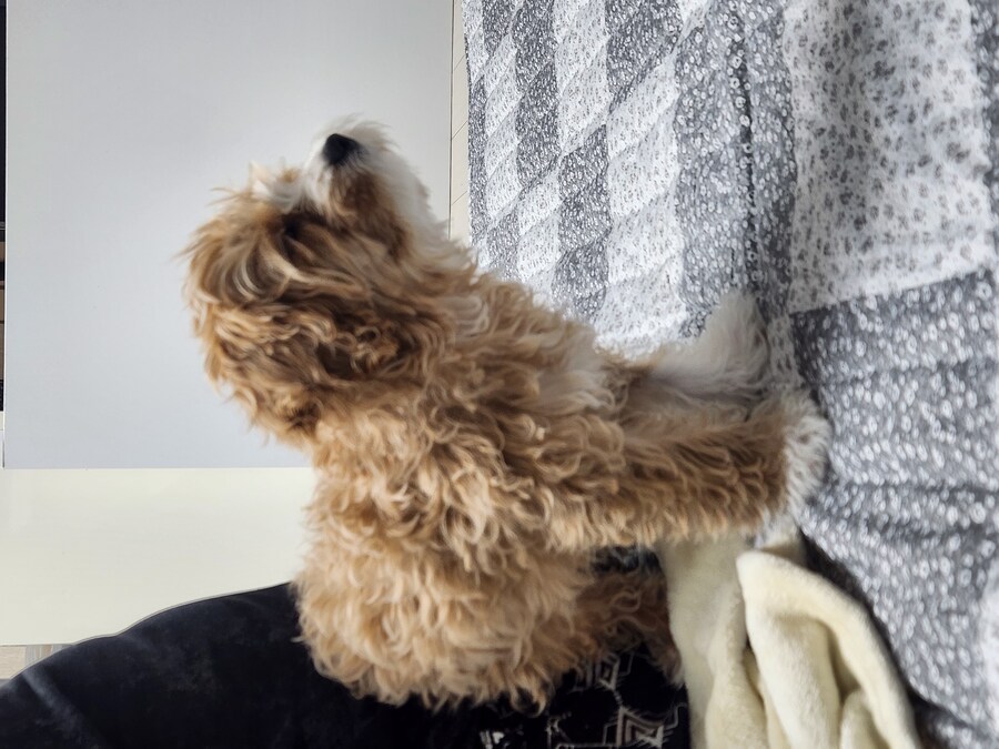 세 냐루비 베타 체키 및 무슨무슨 법 준수 및 음악 이야기_11.jpg