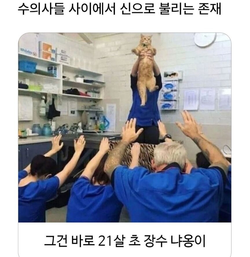 수의사들 사이에서 신으로 불리는 존재.jpg_1.jpg