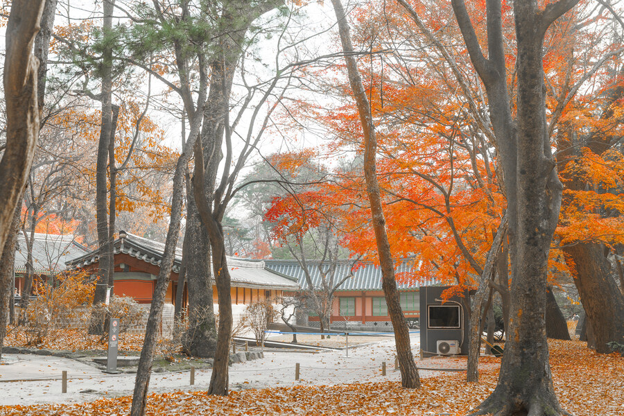 종묘 단풍구경_17.jpg