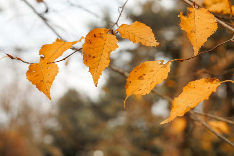 종묘 단풍구경_19.jpg