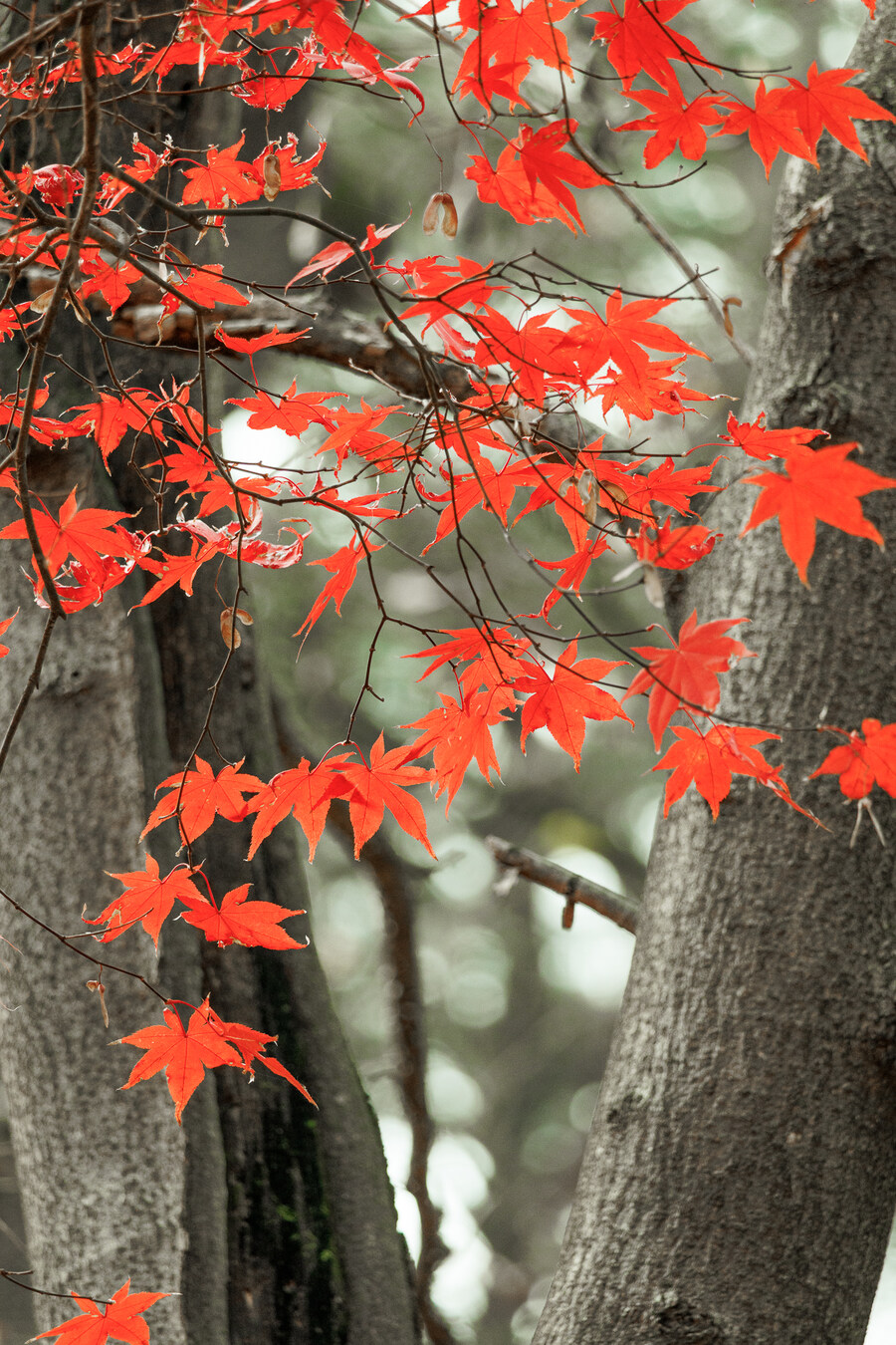 종묘 단풍구경_23.jpg