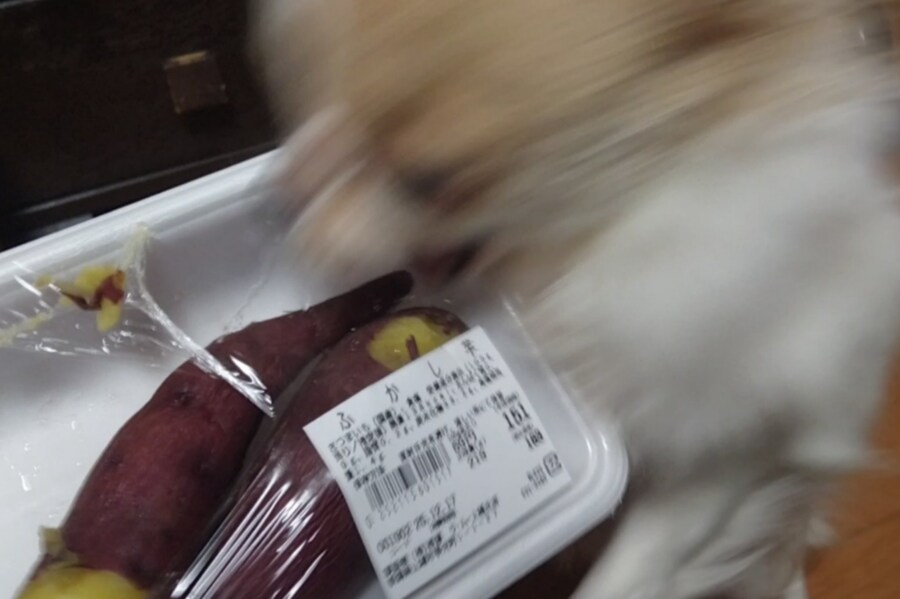 개들에게 고구마란 무엇인가.jpg_1.jpg