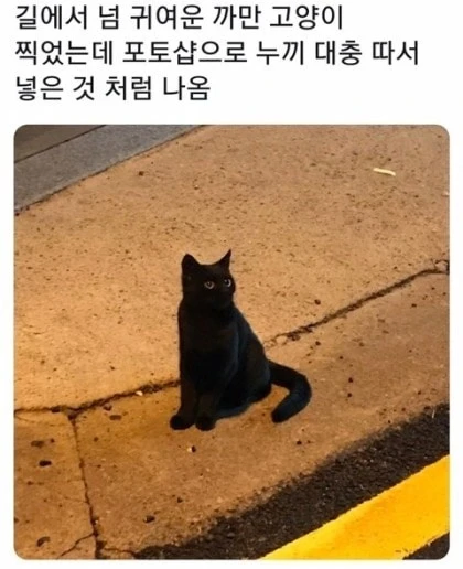 사진을 찍었는 데 합성으로 보이는 고양이_1.webp