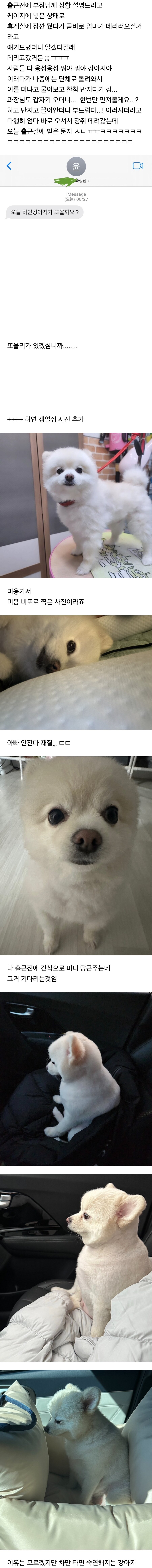 강아지 회사 데리고 갔다가 무수히 많은 악수의 요청이 들어온 사람_1.jpg