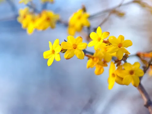 트릭컬)후일담보니 겨우살이 삽질한거 같음_15.webp