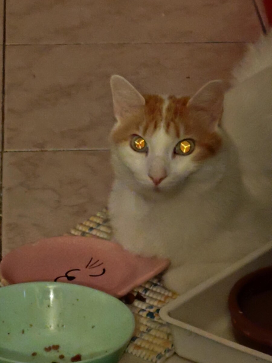 새끼 냥이들에게 나타나는 사륜안_2.jpg