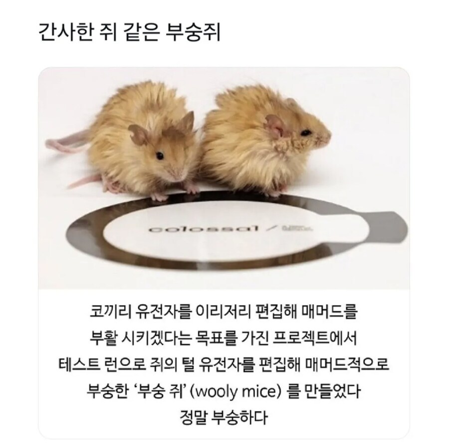 인간이 매머드 부활을 위해 만든 생명체_1.png