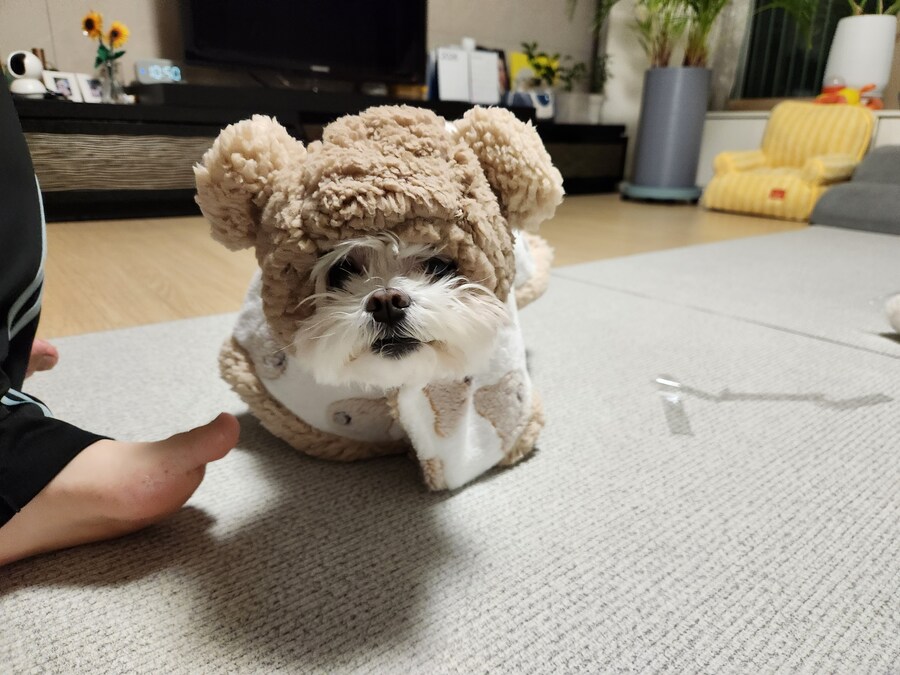 강아지한테 새 옷을 입혀봤는데_1.jpg