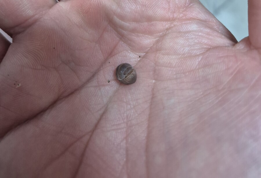 등각류)자기전에 난각가루 뿌려주고 먹으러 나온놈 잡음._1.jpg