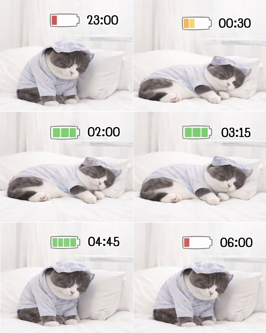 고양이로 보는 잠과 충전..._1.jpg