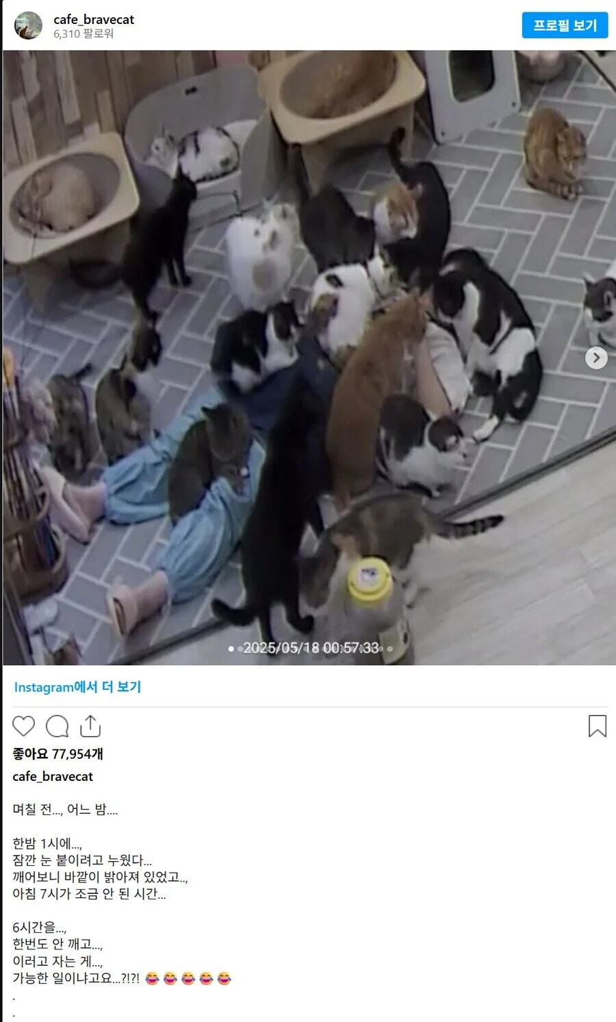 고양이 쉼터에서 6시간 잔 사람_2.jpg