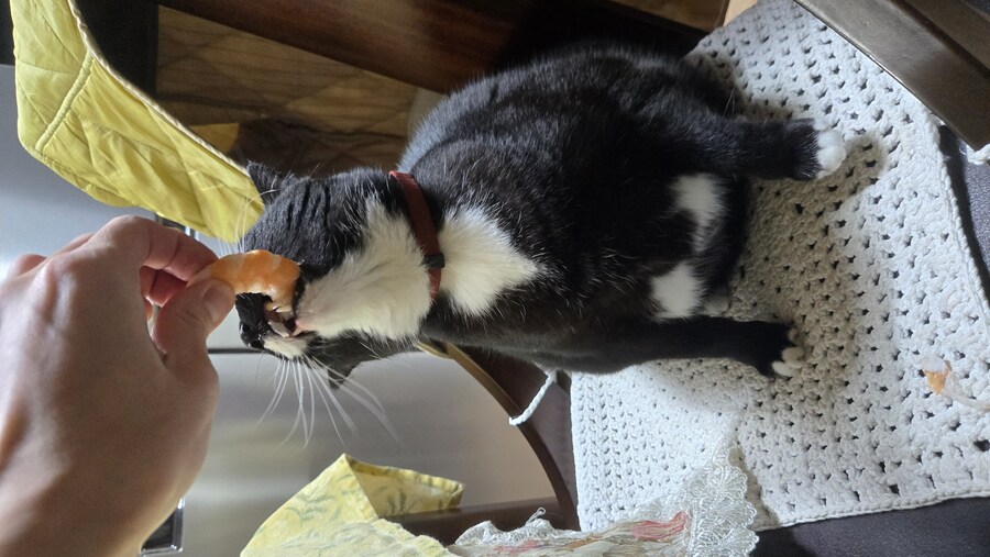 야옹이랑 한잔 해읍니다^^_8.jpg