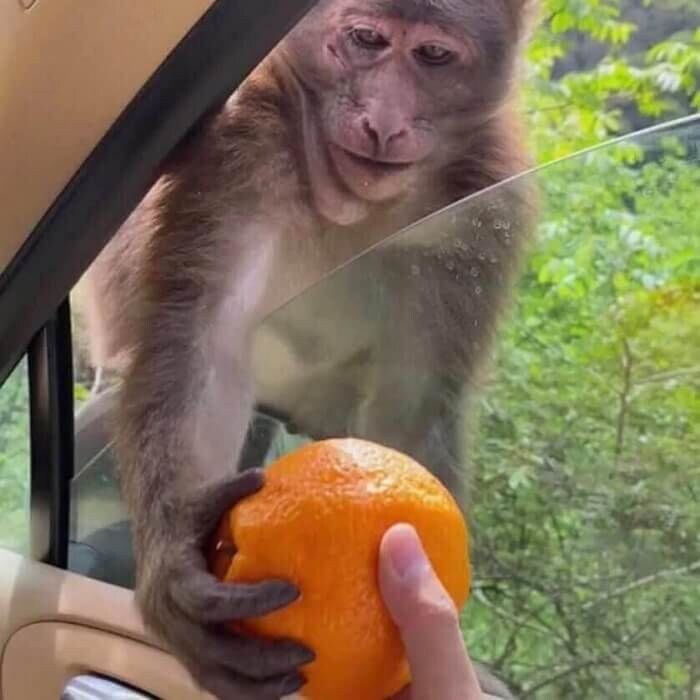 ??:이 오렌지를 줄테니, 니 죽은 뒤 딸내미 좀 지켜달라고?_1.jpg