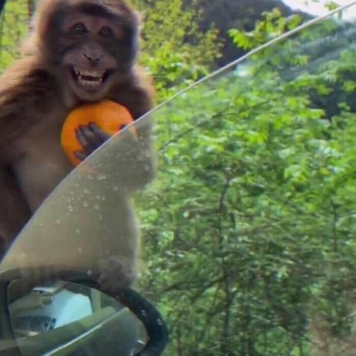 ??:이 오렌지를 줄테니, 니 죽은 뒤 딸내미 좀 지켜달라고?_2.jpg