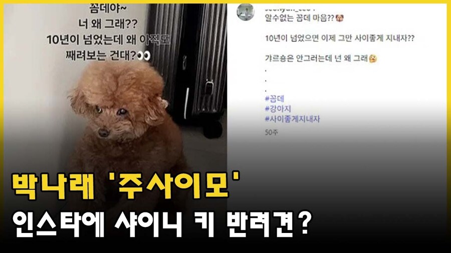 박나래) 주인보다 사람을 더 잘 알아봤던 애완견_1.jpg