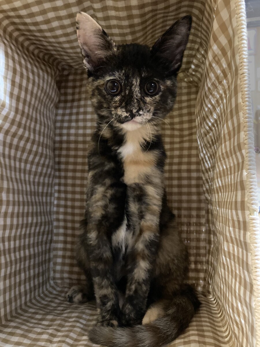 고양이가 좀 말랐네.jpg_1.jpg