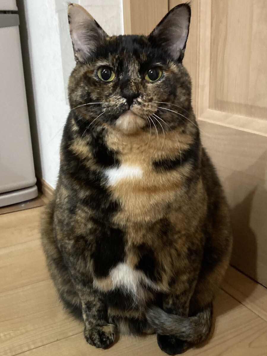 고양이가 좀 말랐네.jpg_2.jpg