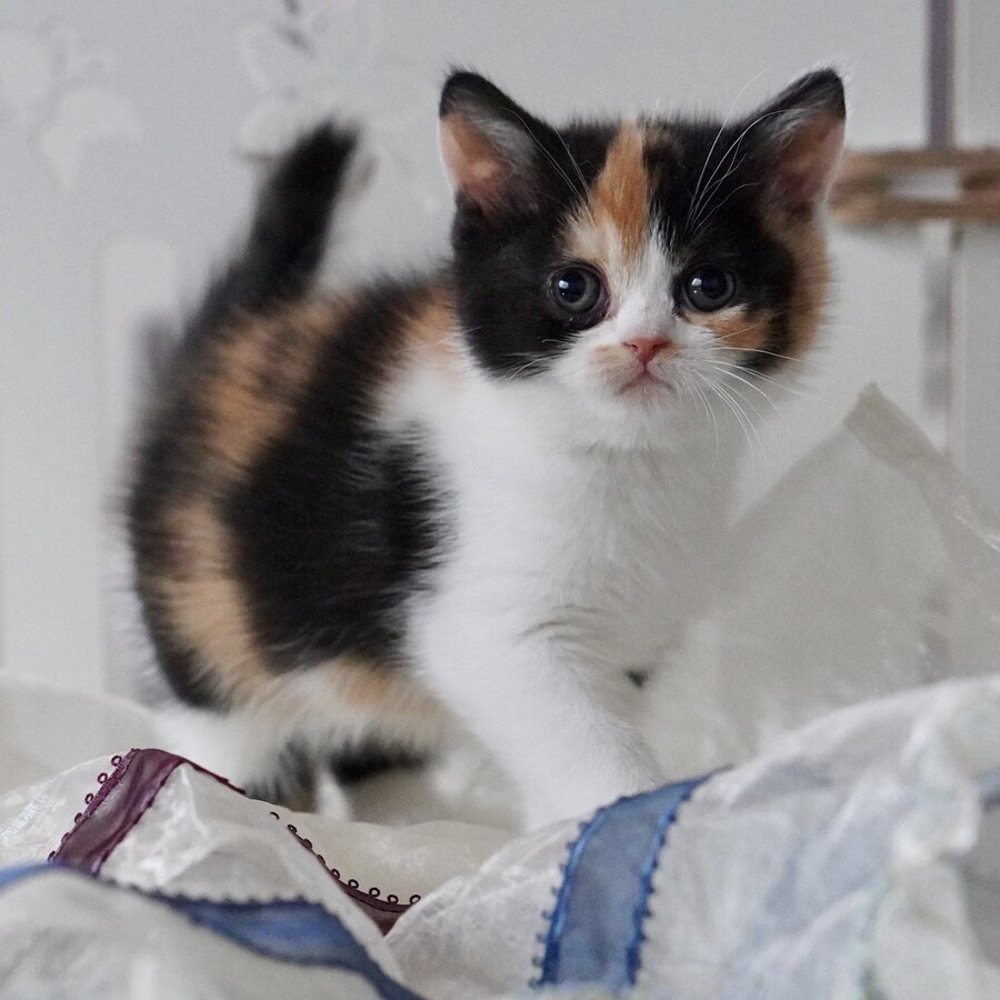 잘자란 아기 고양이.jpg_1.jpg