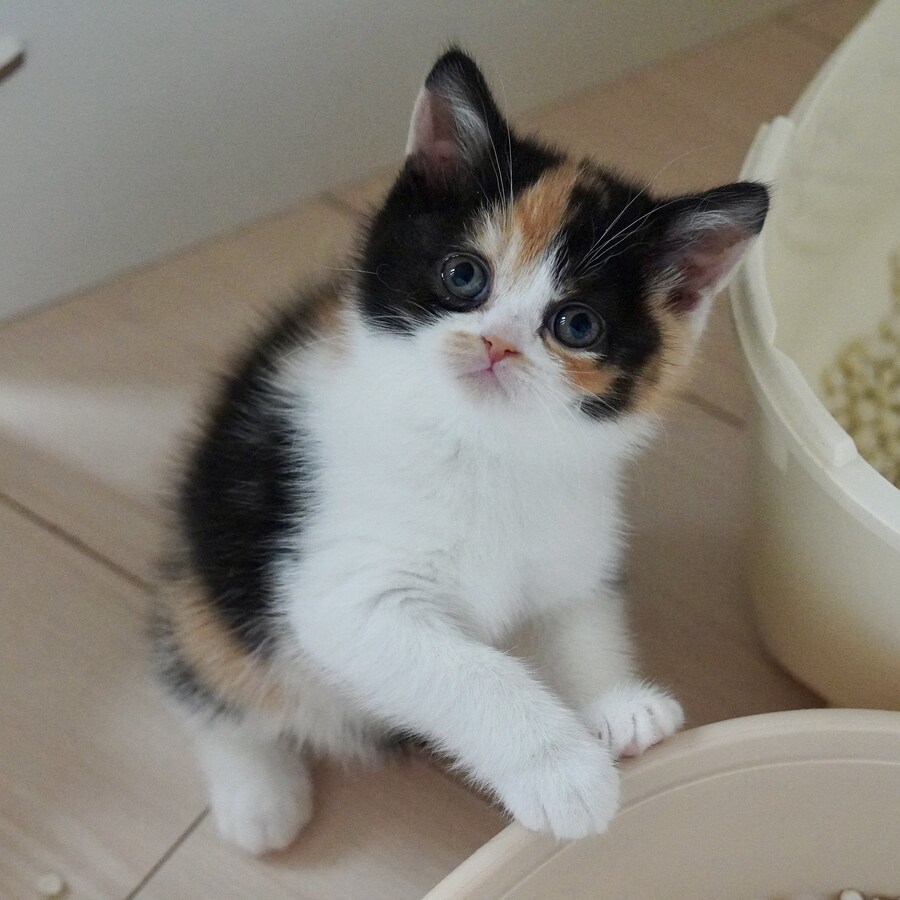 잘자란 아기 고양이.jpg_2.jpg