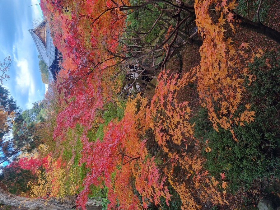 일본 워홀 32일차 교토 1박2일 호텔조식 니시키시장 탐방 도후쿠지(동복사)디저트_91.jpg