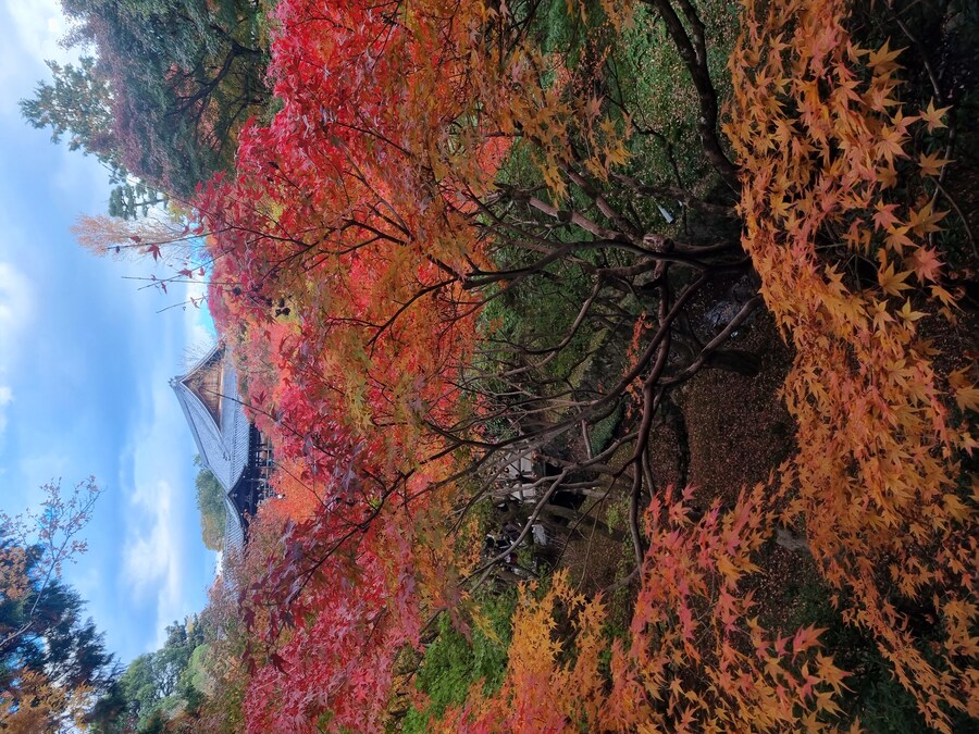 일본 워홀 32일차 교토 1박2일 호텔조식 니시키시장 탐방 도후쿠지(동복사)디저트_92.jpg