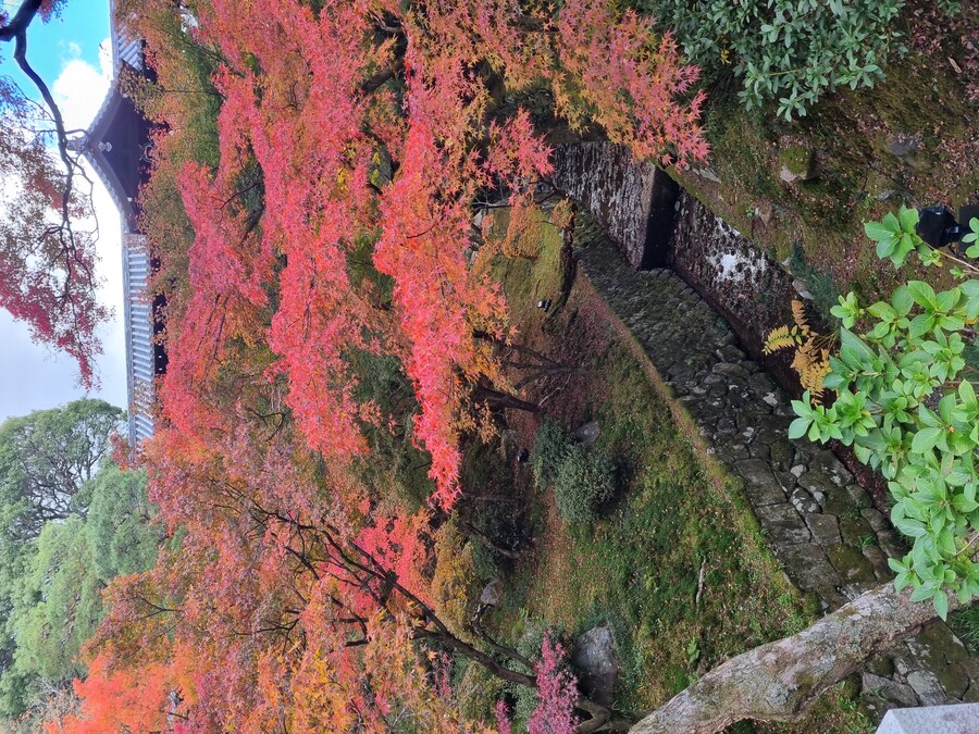 일본 워홀 32일차 교토 1박2일 호텔조식 니시키시장 탐방 도후쿠지(동복사)디저트_112.jpg