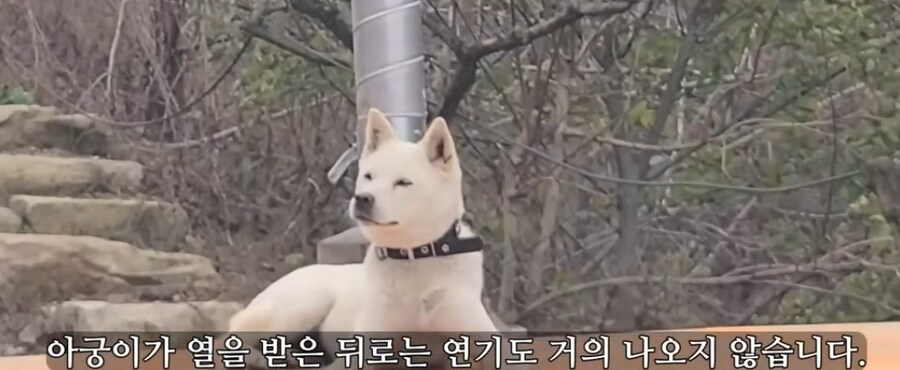 제대로 만들어졌는지 살아있는 개로 실험하는 무심한 사람_2.jpg