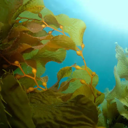 미국인들이 김(해조류)를 안먹는 이유..._1.webp