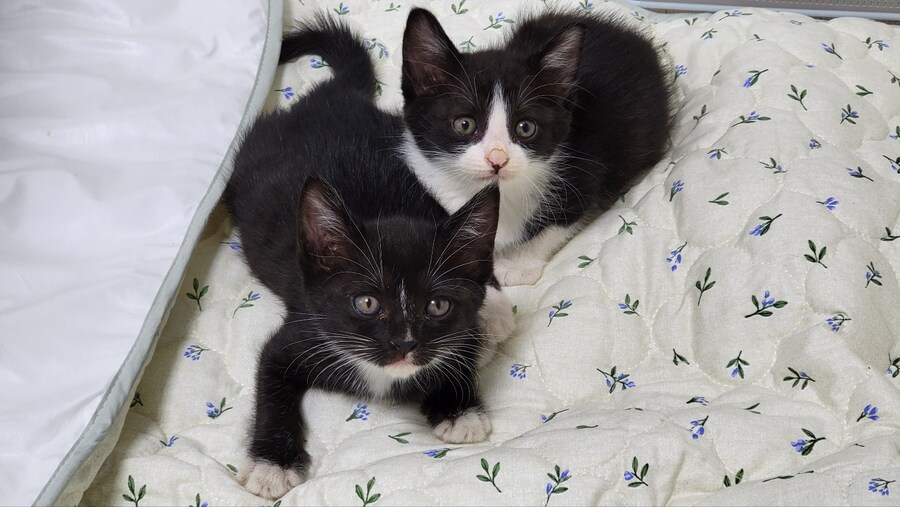 강아지 말고 고양이도 예뻐해주세요 +버섯(?)옷 추가_1.jpg